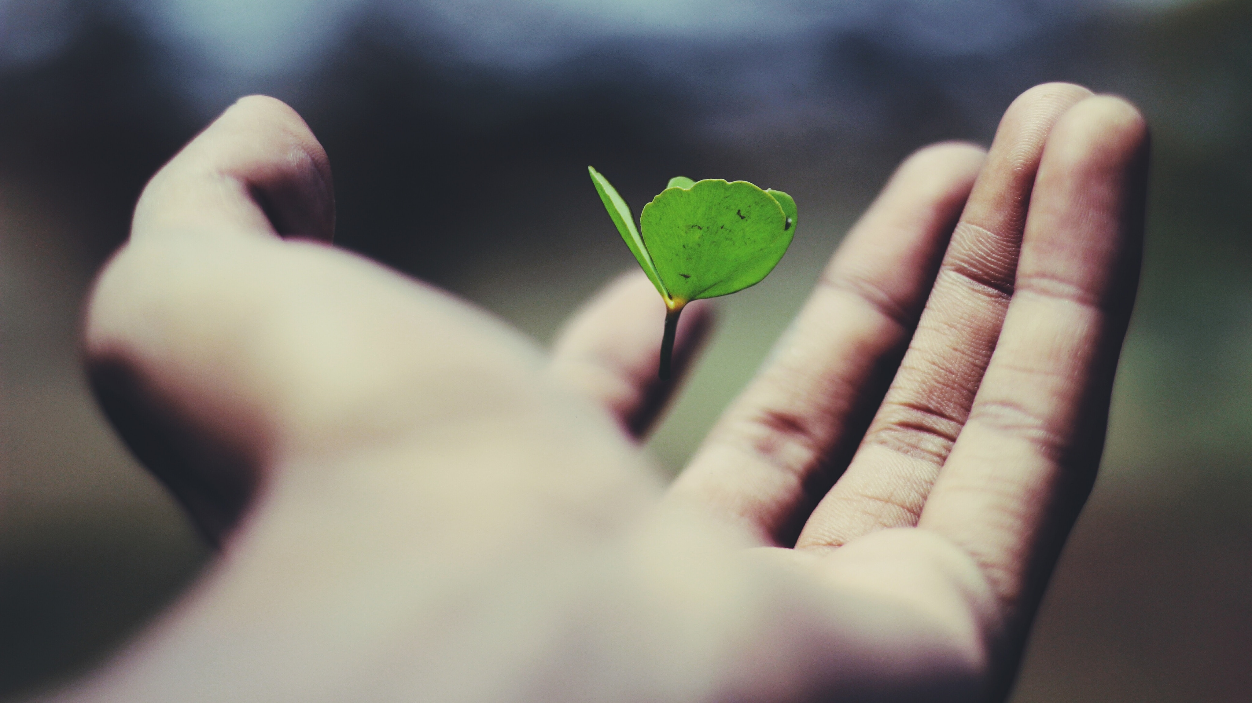 Stock photo of an outstretched hand with a small green leafy plant floating just above it